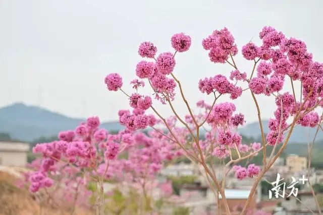 青龙休闲公园种下的紫花风铃木。南方+记者 曾亮超 摄