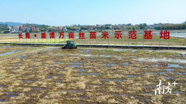 长隆·源潭万亩丝苗米示范基地。 黄玉熹 摄