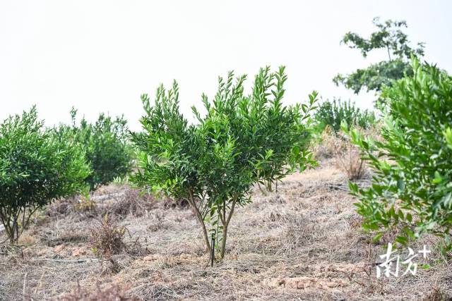 源潭镇迎咀村陈皮种植基地。南方+记者 曾亮超 摄