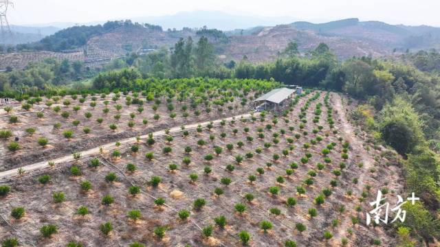 源潭镇迎咀村陈皮种植基地。南方+记者 曾亮超 摄