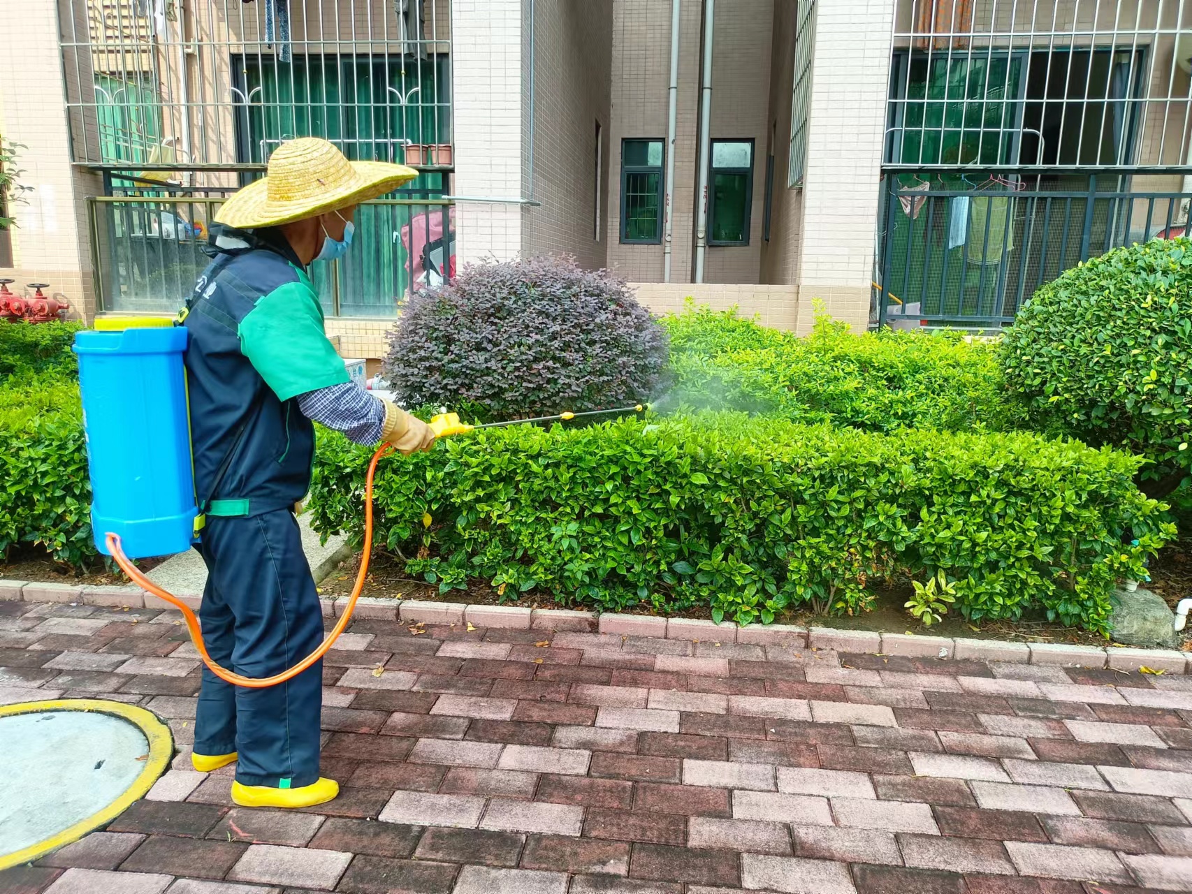 绿化消杀除虫害 提升小区环境质量